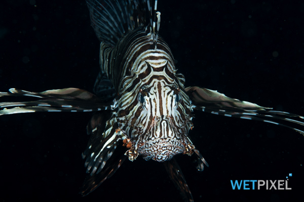 lionfish on Wetpixel