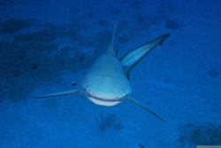 Bull Shark in the Bahamas<br />Photo: <a href=