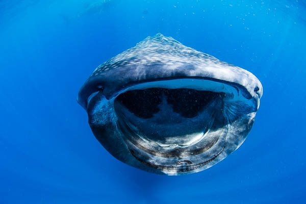 Whale shark movements on Wetpixel
