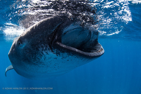 Happy whale shark day on Wetpixel
