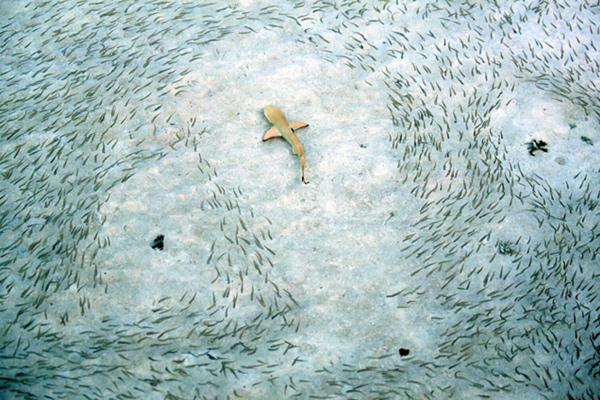 Alec Conna's winning image of black tip reef sharks from the 2009 competition
