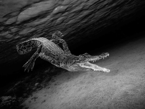 Salt Water Crocodile, by Yeang Chng