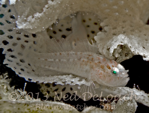 Bryozoan Goby DeLoach on Wetpixel