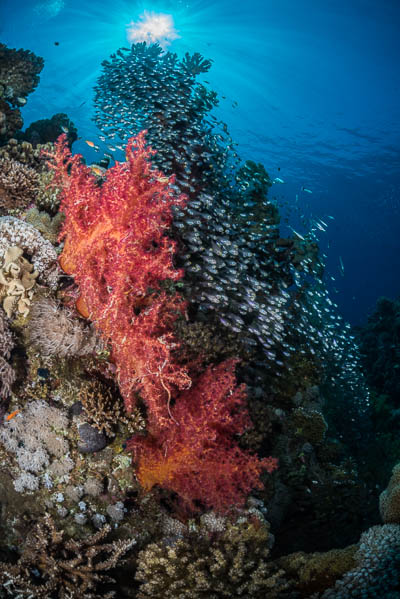 Coral reef on Wetpixel