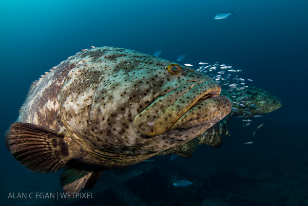 Goliath grouper on Wetpixel