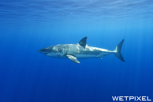 White sharks on Wetpixel