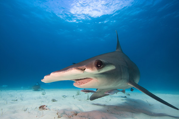 Новый заповедник для акул в скором времени появится в территориальных водах Британских Вергинских Островов