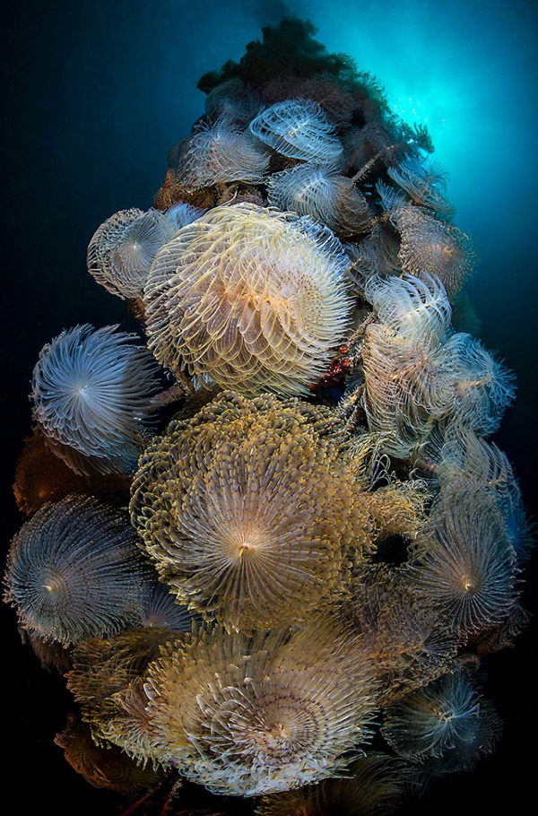 подводная съемка трубчатых червей
