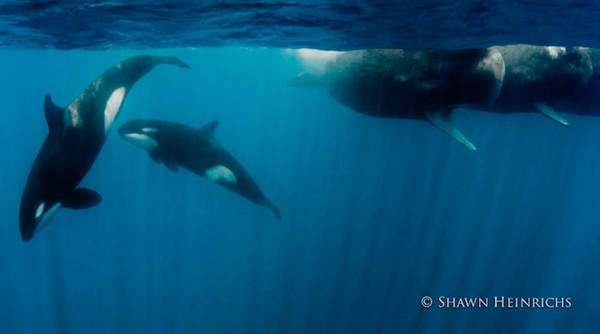 Epic Orca and Sperm Whale battle image captured underwater.