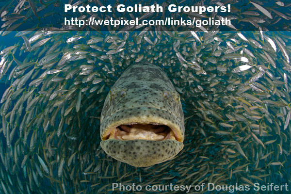 Goliath grouper in Jupiter, Florida (photo: Douglas Seifert)