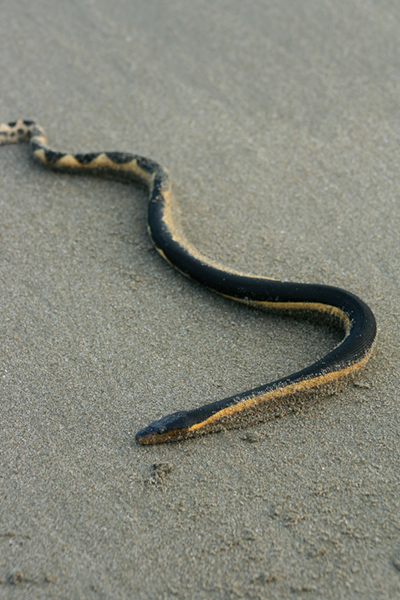 Sea snake on Wetpixel