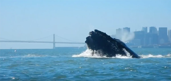 SF whales