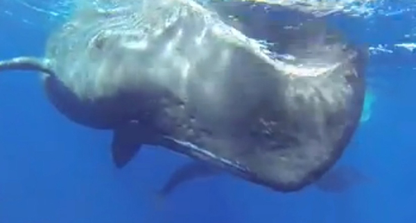 Kurt Amsler films a sperm whale birth on Wetpixel