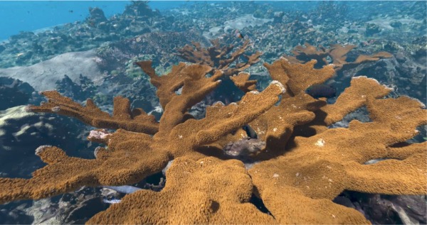 Coral Bleaching on Wetpixel