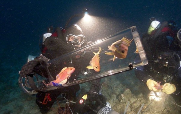 100 новых видов подводных существ в Филиппинах