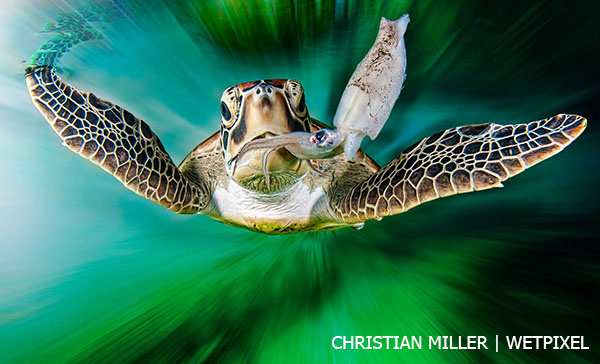 Кристиан Миллер сделал этот замечательный снимок зеленой черепахи