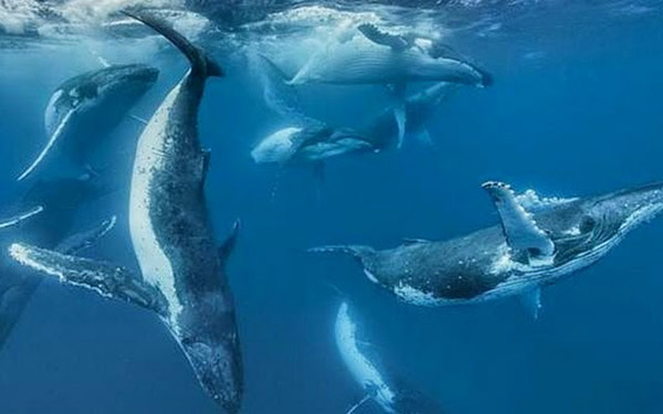 уникальный снимок горбатых китов