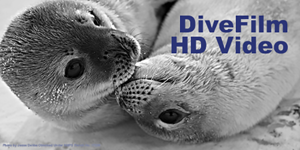 DiveFilm HD on Wetpixel