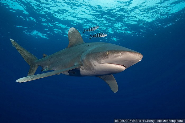 Wetpixel Oceanic Whitetip expedition 