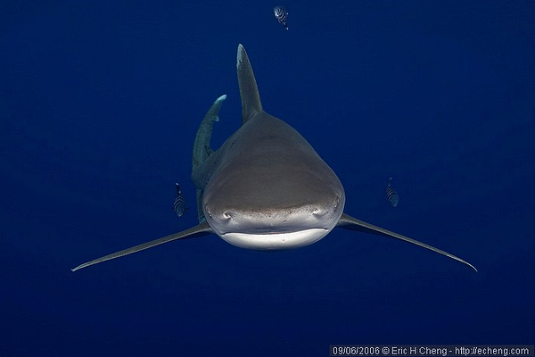 Wetpixel Oceanic Whitetip sharks expedition