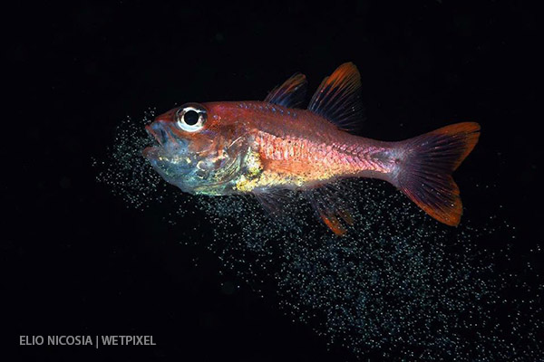редкий подводные снимок рыбы-кардинала