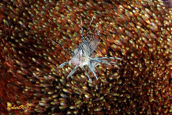 Lionfish in glassfish on Wetpixel