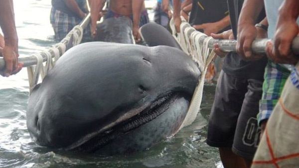 На Филиппинах нашли мертвую пелагическую большеротую акулу (Megachasma pelagios)