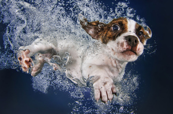 подводная съемка собак