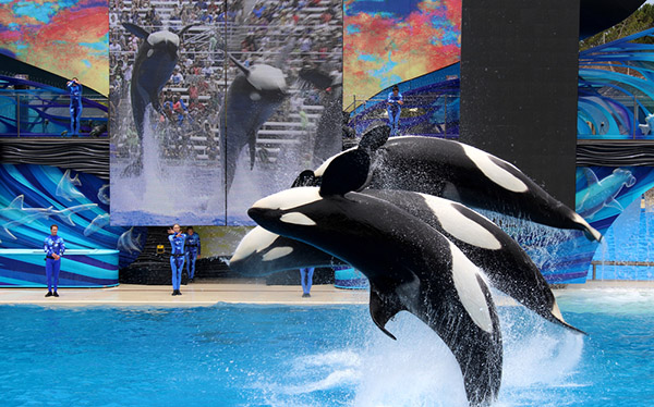 Seaworld not ceasing orca shows on Wetpixel