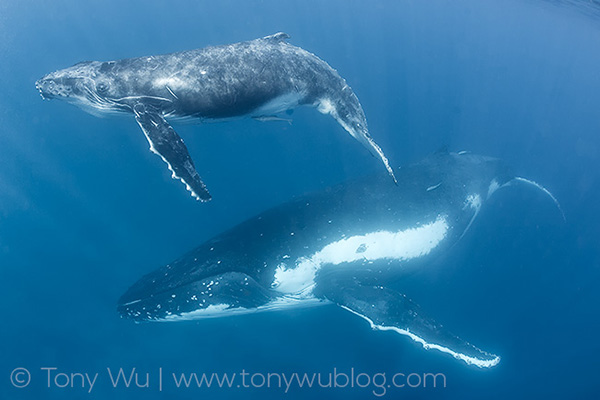 Tony Wu identifies whale super mommy on Wetpixel