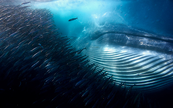 Лучший подводный снимок WPOTY - киты и сардины