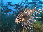 Exotic Lionfish spreading through US coast Photo