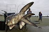 Hidden Cost of Shark Fin Soup Photo