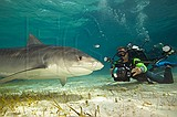 Wetpixel Bahamas Shark Expedition Photo