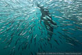 Looking for images: Sardine Run Photo Gallery, 2006 Photo