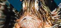 Lionfish found at depth off Florida Photo