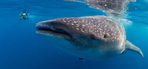 Live reports: Wetpixel Whale Sharks 2015 Photo