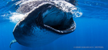 Spaces available on Wetpixel Whale Sharks expedition Photo