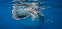 One space available for Wetpixel Whale Sharks 2017 Photo