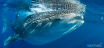 Indonesia foils whale shark export attempt Photo