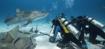 Late availability: Bahamas tigers, hammerheads and dolphins Photo