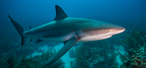 Maldives Affirms Continued Ban on Shark Fishing Photo