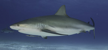 Florida holds public meetings about short based shark angling Photo
