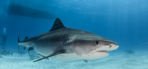 Paper Published on Tiger Shark Socialization Photo