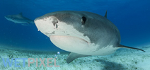 Study shows tiger shark litters have single male parent Photo
