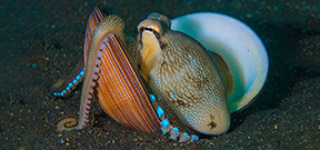 Spaces Available: Wetpixel/Alex Mustard Lembeh Workshops Photo