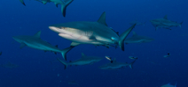 Florida Bans Sales of Shark Fins Photo