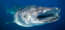 Support the US Shark Fin Ban Photo