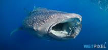 Happy World Whale Sharks day 2019 Photo