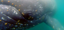 Study records humpback feeding behavior Photo